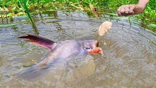 Fishing Video ️|| catching fish by rod ~ Traditional hook fishing in the village canal 