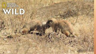 Prairie Dog Mating Season | Prairie Dog Manor