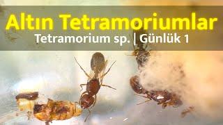 Altın Tetramoriumlar | Tetramorium sp. | Günlük 1