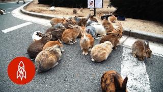 The Mystery of Rabbit Island