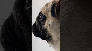 #pug #shortvideo #мопс #cute #pugsofinstagram #funny #puglife #dog #youtubeshorts #shorts #short