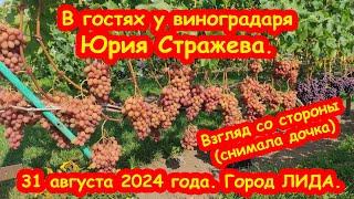 В гостях у виноградаря Юрия Стражева - взгляд со стороны (снимала дочка). 31 августа 2024 года. ЛИДА