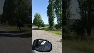 Слоу мо