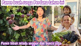 PANEN BUAH SURGA PERDANA TAHUN İNİ || PANEN LOBAK SELADA ANGGUR DAN BUNCIS DI KEBUN