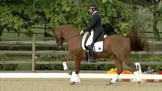 UB40 Dressage Stallion, Iron Spring Farm