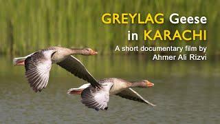 Greylag Geese in Karachi