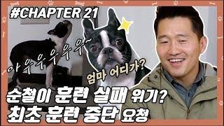 CHAPTER 21 | '순철이' 훈련 실패위기? 최초 훈련 중단 요청 !!  #강형욱 #개통령 #개훈련사 [개는 훌륭하다] ㅣ KBS방송