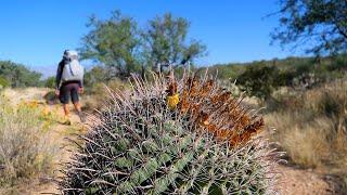 Backpacking Saguaro National Park: Douglas Spring Overnighter