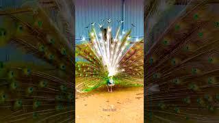 Beautiful peacock #peacock #beauty #viralvideo #shorts