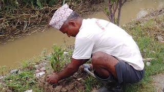 बराहक्षेत्रका मुख्य चौकमा सयपत्री फुलले ढकमक्क फुलले सजाउने सपना अभियन्ता .. सुर्य बस्नेत