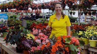 PETITTI Begonia Spotlight | Grow for Shade, Deer Resistance, & Pollinators