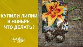 Купили лилии в ноябре - что делать?