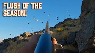 The BEST way to drop CHUKAR with 1216 pellets