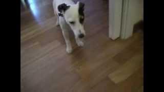 la mia jack con sternuto inverso 003