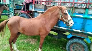 Sylhet E Rasing Horse Videos | Horse Big Market Sylhet Gurar hat Bangladesh Bipul Agro BD 2022