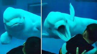 This Beluga Whale Doesn't Like Kids