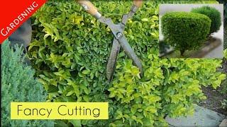 Baar k pode ki fancy cutting || Gardening & Others