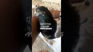 Покистан (Тедди)pigeons