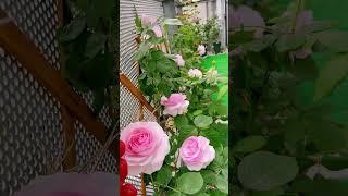 Erin’s Rose Garden-15療癒系列玫瑰花園與造景#バラ #rose #shorts #玫瑰