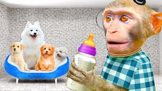 Mr. Monkey Visits Cloud’s House for Fun with Puppy! | Mr. Monkey Animal