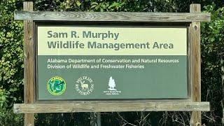 The Best Public land for Deer Hunting in Alabama! Sam R. Murphy W.M.A.!!