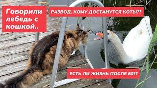 Развод. Есть ли жизнь после 60?  С кем останутся коты??