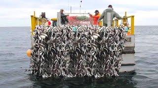 Amazing Fishermen Net Longline Catch a Lot of Fish - Net Big Caught Fishing onThe Sea