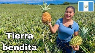 Aquí se PRODUCEN LAS MEJORES PIÑAS de GUATEMALA para EXPORTAR  ALDEA EL JOCOTILLO | Celinaz 