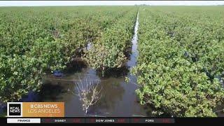 Central CA crop damage from flooding is extensive