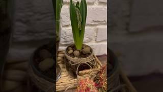 Делаю весенний декор #весна#уют#цветы#декор#гиацинт