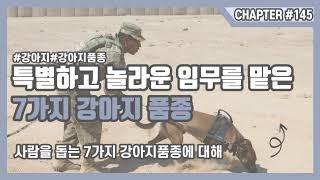 특별하고 놀라운 임무를 맡은 7가지 강아지품종