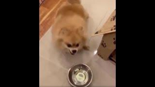 Pomeranian gets two pieces of food then gets angry