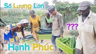 Huy Khánh Vlogs || Thu Hoạch Bí Xanh Việt Nam Lần Đầu Tiên - Số Lượng Lớn - Niềm Vui Sướng Toàn Bản