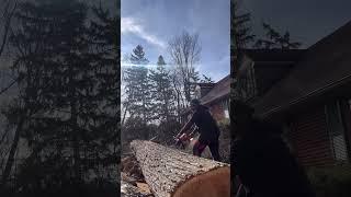 Lumberjack chainsaw mania #treelife