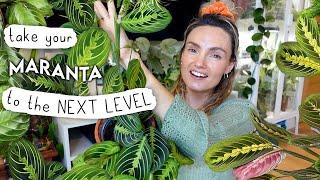 The Prayer Plant TIPS + TRICKS I Wish I'd Known Sooner  How To Grow Big, Healthy Marantas