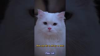Mèo Của Tôi Là Hồ Ly 9 Đuôi P2 #thúcưng #vậtnuôi #chómèohàihước #funny #pets #funny #cute #cat #cute