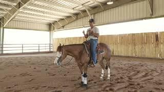 HOW TO GET THE PERFECT REINING STOP WITH YOUR HORSE