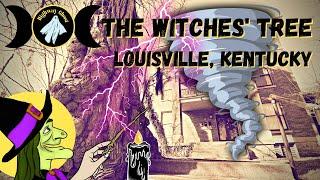 The Witches' Tree of Louisville