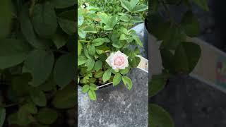 Mini pink rose! #garden #rose