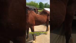 이 말에게 좋아요 한 번 눌러주세요!