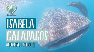 Vlog 011 Weltreise /Galapagos: Abenteuer auf Isabela – Walhai gesichtet?!