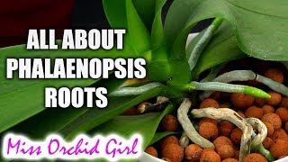 Understanding Phalaenopsis Orchid roots - All you should know!