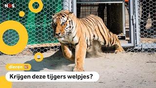 Tijgers uit Nederland naar Kazachstan om wilde tijger te redden