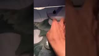 都是冰糯种翡翠手镯芯
