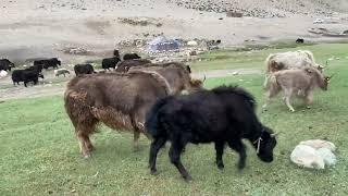 Visit to Tsomoriri Lake in Ladakh.