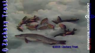 Ice Fishing Pike - Fred Trost's Michigan Outdoors 1988-01-13