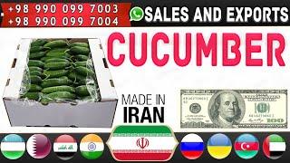 Iranian Cucumber: Buy and export of Iranian cucumber, prickly cucumber to all parts of the world