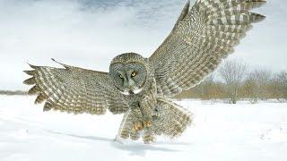 The Private Lives Of Wild Creatures