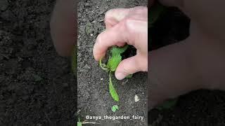 How to get more flowers on verbena bonariensis