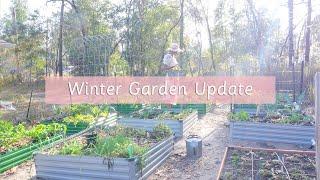 Winter Garden Update | Homegrown Meal from the Garden | Black Homemaker